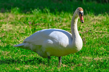 white swan on the grass