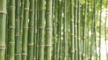 Obraz premium Lush green bamboo stalks create a serene and tranquil natural environment with peaceful light.