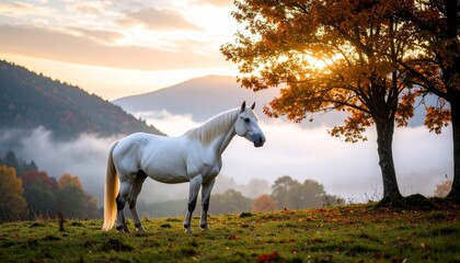 a pure white horse standing calmly in the misty morning landscape. The mist and muted .