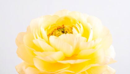 _Ranunculus flower against plain background .