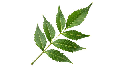 neem leave isolated on transparent background	