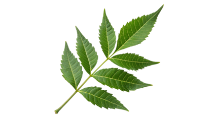 neem leave isolated on transparent background	