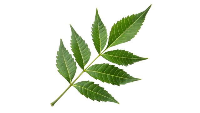 neem leave isolated on transparent background	