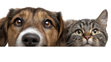 A curious dog and cat peeking together, showcasing their friendship, isolated on a white background.