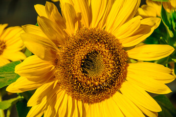 Fototapeta premium Detailed texture of a sunflower head with seeds and florets.