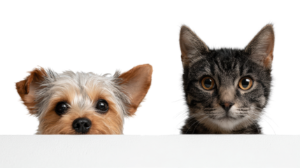 Adorable dog and cat peeking over a white surface, perfect for pet lovers and animal enthusiasts.