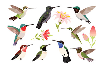 Hummingbird Floral Display: An artistic illustration showcasing an array of vibrant hummingbirds amidst delicate blossoms, designed to capture the essence of nature's grace and beauty.