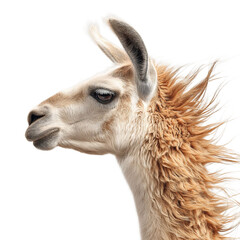 Obraz premium A majestic llama with a flowing mane, showcasing its elegant profile and expressive eyes against a clean background.