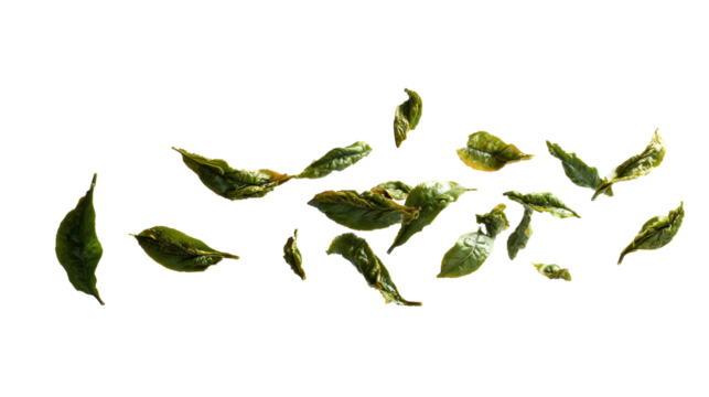 Dry green leaves scattered on a white isolate background, perfect for nature-themed designs.