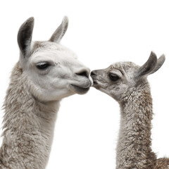 Obraz premium A gentle moment between a llama and its young offspring, showcasing tenderness and affection in a serene setting.