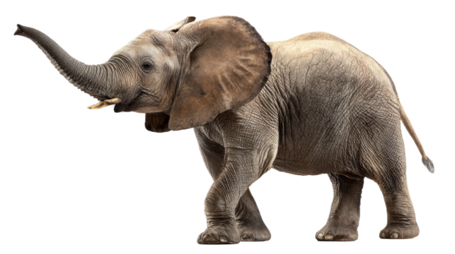 Elephant standing proudly on a white isolated background, showcasing its unique features and majestic presence.