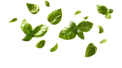 Fresh green basil leaves scattered on a white background, perfect for culinary and design use.