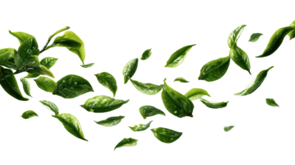 Fresh green leaves falling gracefully, white isolate background.