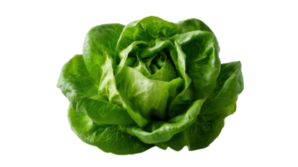 Fresh green lettuce on a white isolated background, ideal for healthy eating and culinary themes.