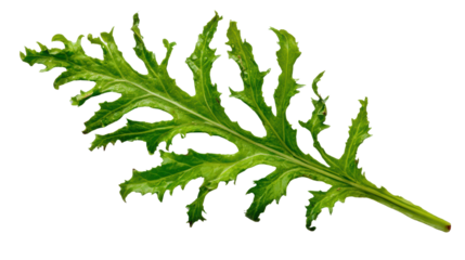 Fresh leafy green arugula leaf isolated on a white background.