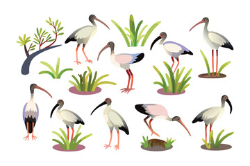 Ibis Birds in Lush Ecosystem: A collection of vibrant ibis birds, each in distinct poses, adds a touch of elegance. Surrounded by a verdant backdrop, they reflect harmony, life.