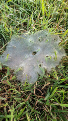 A spider web covered in morning dew. A spider web in the grass. The dew on the spider web is so beautiful and unique. This photo was taken up close.