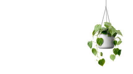 Hanging plant with lush green leaves in a modern pot, isolated on white background.
