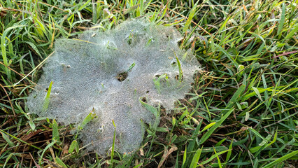 A spider web covered in morning dew. A spider web in the grass. The dew on the spider web is so beautiful and unique. This photo was taken up close.