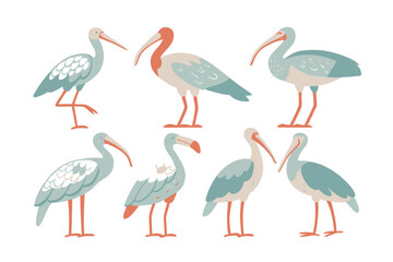 Ibis Collection: Diverse illustration of various ibis, featuring distinctive long curved beaks, slender legs and range of postures.