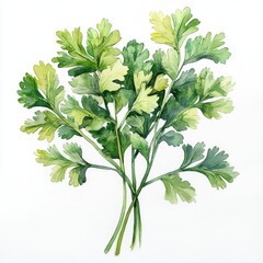 Watercolor cilantro in white background