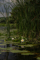 Water lilies and reeds in wild pond before storm vertical