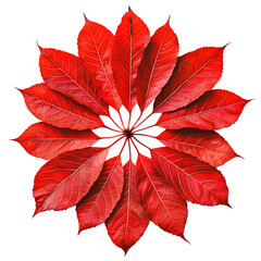 Vibrant red autumn leaves arranged in a circular mandala pattern isolated on transparent background