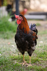 Adult rooster in the yard