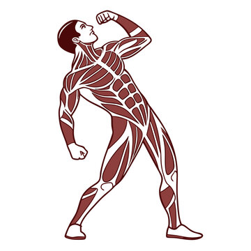 muscular man flexing brown anatomy clip art preview