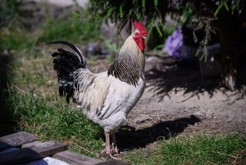 Adult rooster in the yard