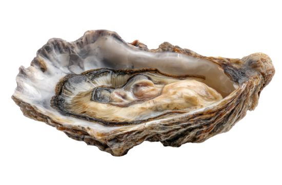 Single oyster, shell open, showing interior