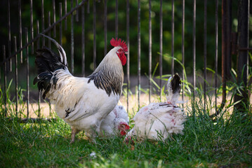 Adult rooster in the yard