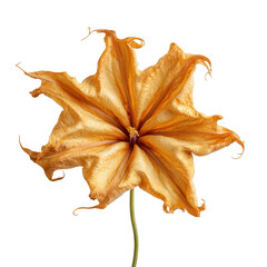 Fototapeta premium fried moonflower [Transparent Background PNG]