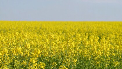Obraz premium Vast field of bright yellow flowers