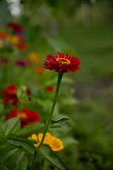 Red zinnia flower in summer garden Vertical