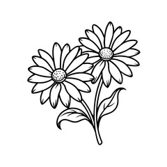 Delicate hand drawn sketch of two blooming daisies with leaves isolated on white background isolated on transparent background