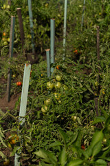 Greenhouse tomato plants with ripening fruit Vertical
