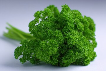 Fototapeta premium Parsley Curly. Fresh Green Herb with Curly Leaves and Bushy Appearance