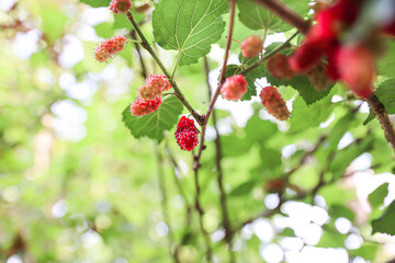 Ripe red mulberry berries, full of fruit, are on the tree in the organic farm. Taken in a Myanmar farm. (Mulberry, Morus Alba, Murbei, Kertau, Besaran)
