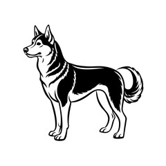 A striking black and white illustration of a siberian husky standing alertly isolated on white background isolated on transparent background