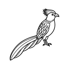 Detailed black and white line drawing of a roadrunner bird with a long tail isolated on white background isolated on transparent background