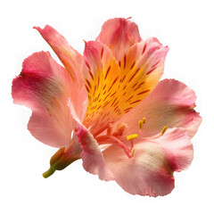 Close up of a vibrant alstroemeria flower showcasing its delicate petals and intricate patterns isolated on transparent background