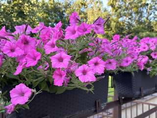 Vibrant pink petunias bloom in black planter boxes against a lush green garden background
