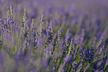 FLOR DE LAVANDA