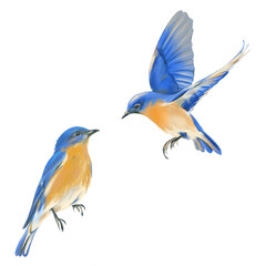 Bluebierds illustration. Clipart with two bids.
