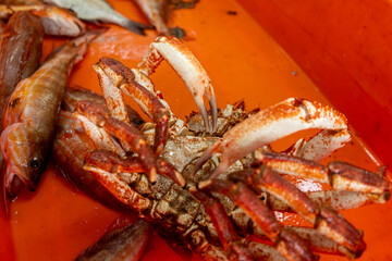 freshly caught spider crab at traditional fish market