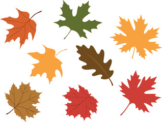 Autumn leaves set vector illustration white background