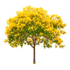 Golden Shower Tree Blossoming with Vibrant Yellow Blooms in Full Bloom
