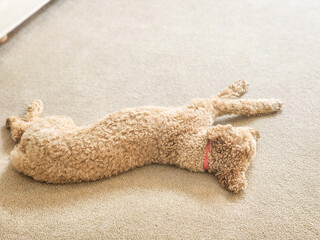 Mocha Australian Labradoodle