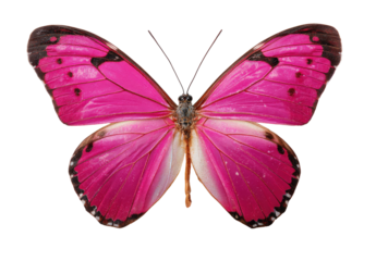Vibrant pink butterfly, wings spread wide, translucent